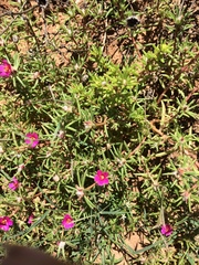 Portulaca halimoides