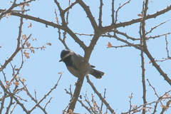 Melaniparus cinerascens