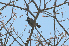 Melaniparus cinerascens