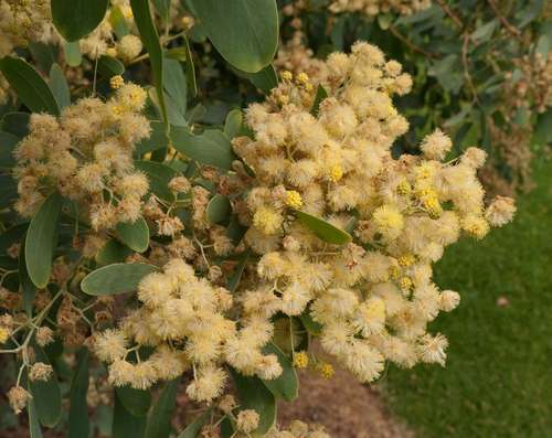 Buchan Blue (Acacia caerulescens)