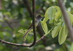 Myiarchus tuberculifer