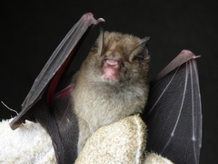 Hipposideros