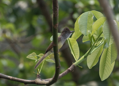 Myiarchus tuberculifer