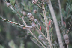 Melaleuca nesophila