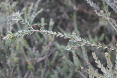 Melaleuca nesophila