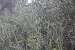 Melaleuca nesophila