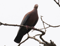 Patagioenas flavirostris