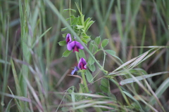 Lathyrus tingitanus