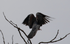 Aves