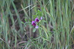 Lathyrus tingitanus