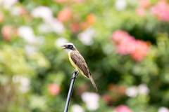Myiozetetes similis
