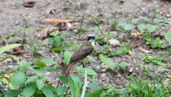Myiozetetes similis