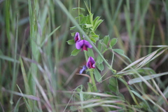 Lathyrus tingitanus