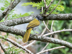 Saltator atriceps