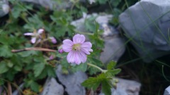 Geranium potosinum
