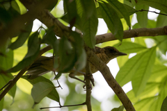 Turdus grayi