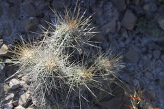 Echinocereus stramineus