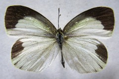 Eurema daira eugenia