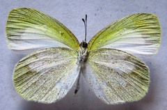 Eurema daira eugenia