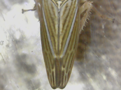 Amphigonalia