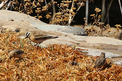 Emberiza tahapisi nivenorum
