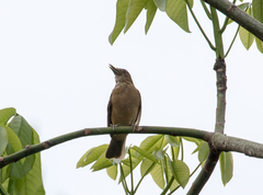 Turdus grayi