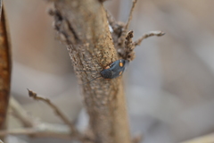 Euthyrrhapha pacifica