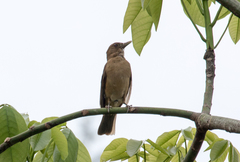 Turdus grayi