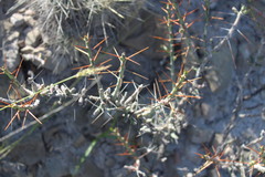 Cylindropuntia leptocaulis