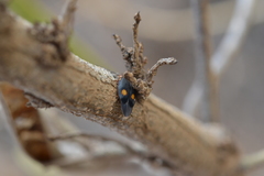 Euthyrrhapha pacifica