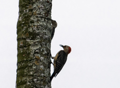 Melanerpes aurifrons