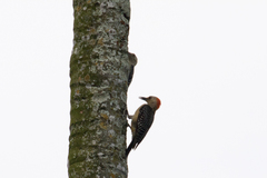 Melanerpes aurifrons