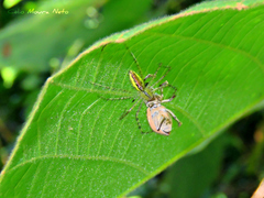 Peucetia rubrolineata