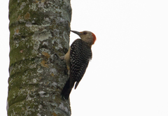 Melanerpes aurifrons