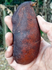 Hymenaea courbaril