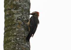 Melanerpes aurifrons