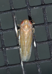 Graminella plana