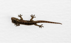 Hemidactylus