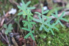 Oxalis bipartita