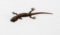 Hemidactylus