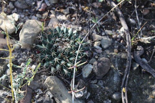 Mammillaria melanocentra