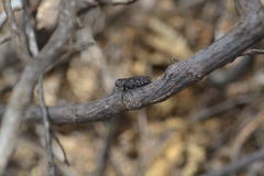 Chrysobothris octocola