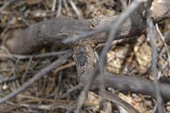 Chrysobothris octocola