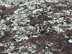 Trimerotropis saxatilis