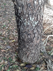 Hymenaea courbaril