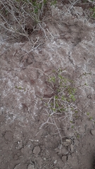 Prosopis strombulifera