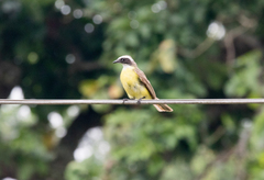 Myiozetetes similis