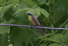 Myiozetetes similis