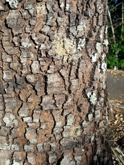 Hymenaea courbaril