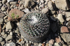 Mammillaria melanocentra melanocentra